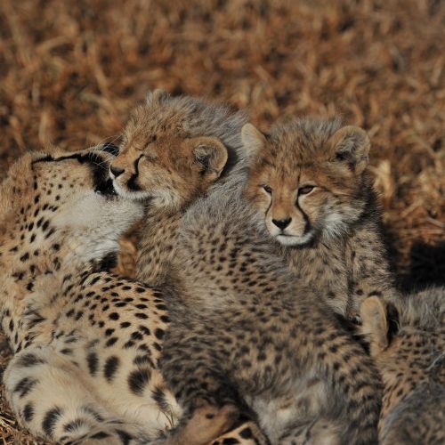 Cheetah-Esiweni-Lodge-.jpg