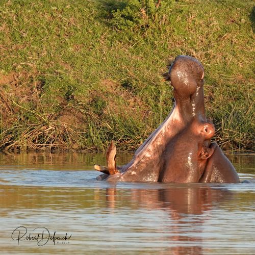 Hippo-Esiweni.jpg