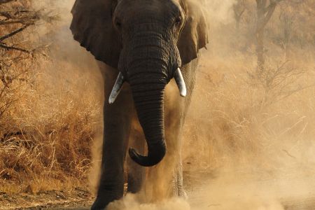 Esiweni-Luxury-Safary-Lodge--Elephant-.jpg