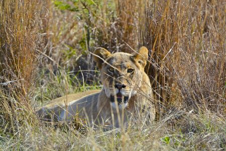 esiweni-luxury-safari-lodge-lion-1.jpg