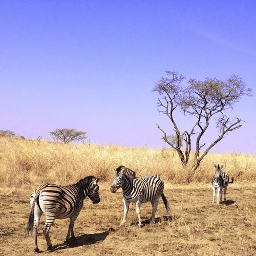 Esiweni-Zebra.jpg