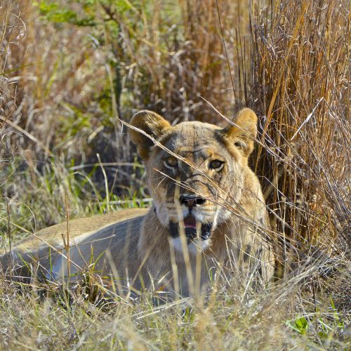 esiweni-luxury-safari-lodge-lion-1.jpg