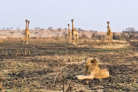 esiweni-luxury-safari-lodge-giraffe-lion-nambiti