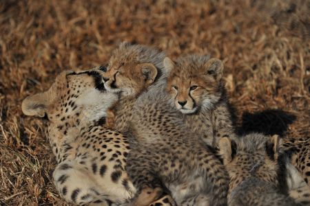 esiweni-luxury-safari-lodge-wildlife-cheetah-nambiti-01