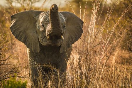 esiweni-luxury-safari-lodge-wildlife-elephant-nambiti-02