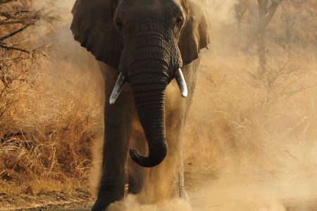 esiweni-luxury-safari-lodge-wildlife-elephant-nambiti-03
