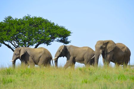 esiweni-luxury-safari-lodge-wildlife-elephants-nambiti-02