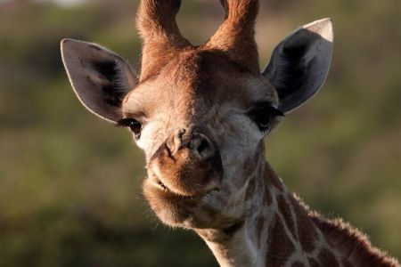 esiweni-luxury-safari-lodge-wildlife-giraffe-nambiti