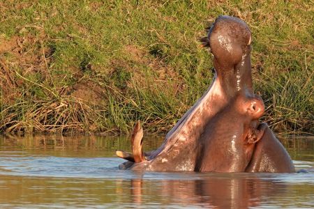 esiweni-luxury-safari-lodge-wildlife-hippo-nambiti