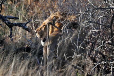 esiweni-luxury-safari-lodge-wildlife-lion-nambiti-02