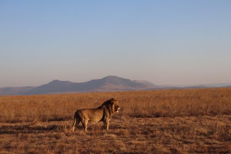 esiweni-luxury-safari-lodge-wildlife-lion-nambiti-landscape