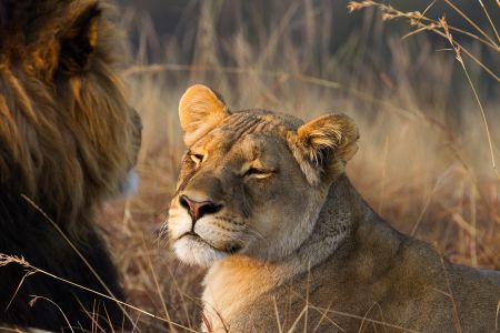 esiweni-luxury-safari-lodge-wildlife-lion-portrait-03