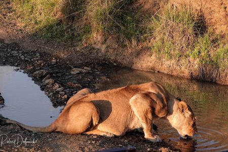 esiweni-luxury-safari-lodge-wildlife-lioness-nambiti
