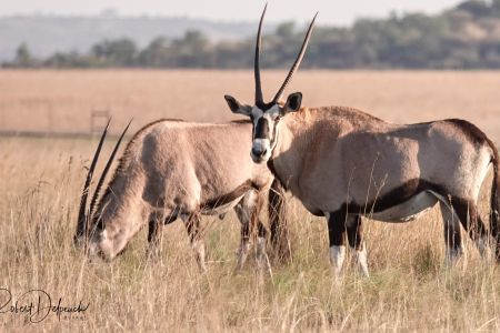 esiweni-luxury-safari-lodge-wildlife-oryx-nambiti-02