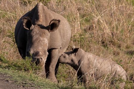 esiweni-luxury-safari-lodge-wildlife-rhino-nambiti-03