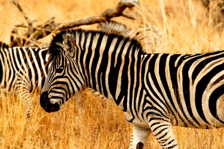 esiweni-luxury-safari-lodge-wildlife-zebra-nambiti-02