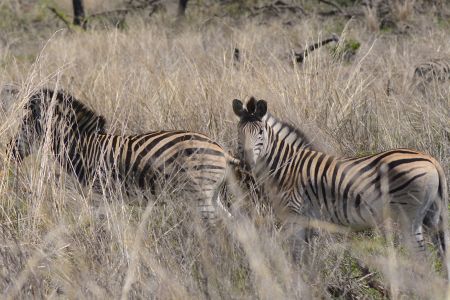 esiweni-luxury-safari-lodge-wildlife-zebra-nambiti-03