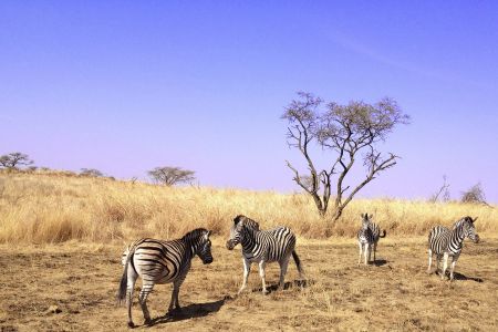 esiweni-luxury-safari-lodge-wildlife-zebra-nambiti-05
